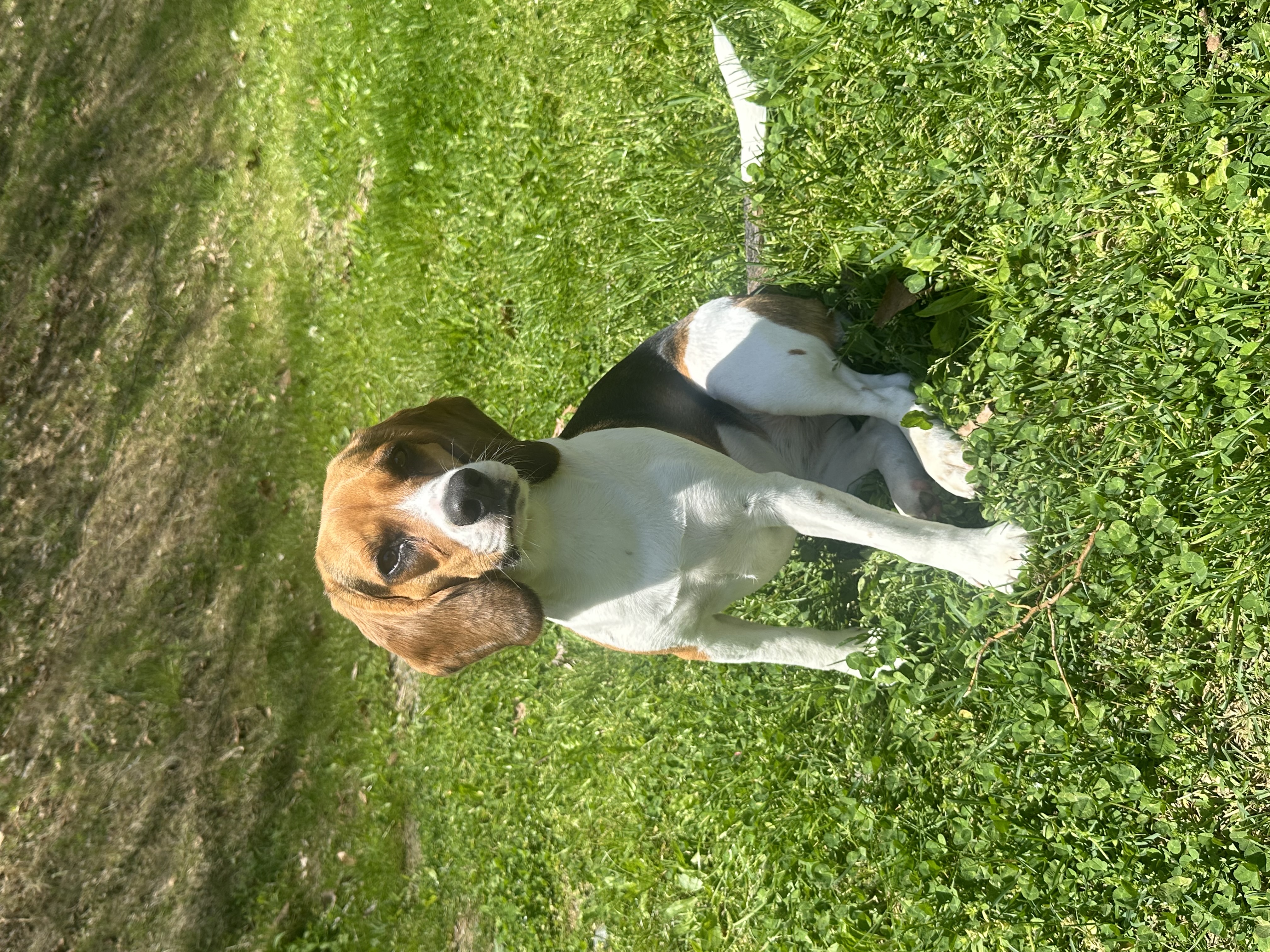 Hazel